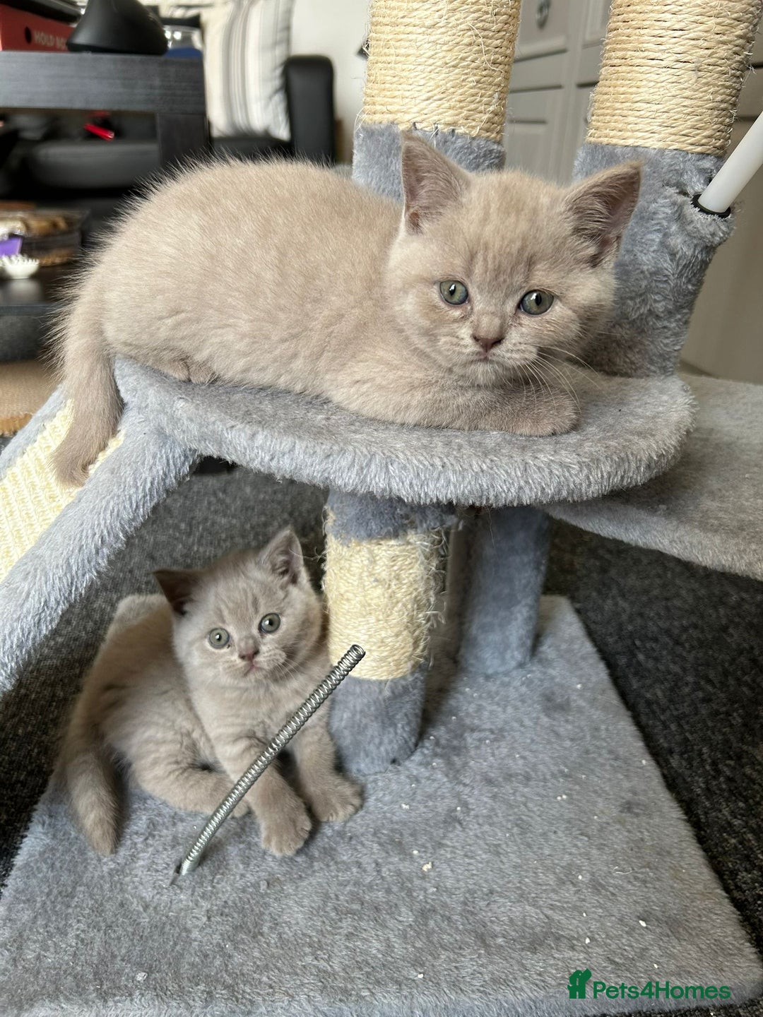 British Shorthair cats for sale: Stunning lilac BSH  - Image 21