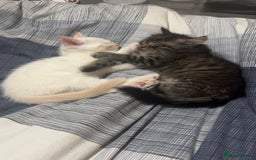 Mixed Breed cats for sale: Two beautiful kittens  - Image 1
