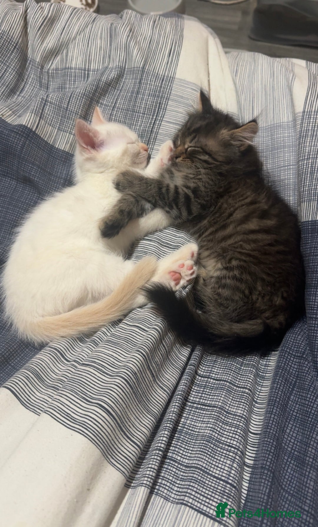 Mixed Breed cats for sale: Two beautiful kittens  - Image 1