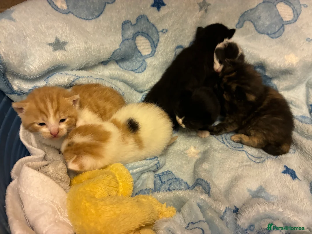 Mixed Breed cats for sale: 6 gorgeous kittens for sale  - Advert 9