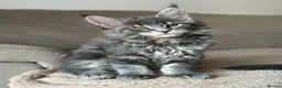 Maine Coon cats for sale: ✨5 Gorgeous Pure Breed Maine Coon Kittens✨ - Advert 12
