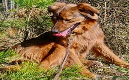 Border Collie dogs for adoption: Frida: From the Side of the Road - Image 4