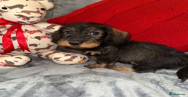 Dachshund dogs 🩷💙Stunning KC Wire haired Dachshunds🩷💙 - Advert 9