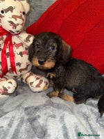 Dachshund dogs 🩷💙Stunning KC Wire haired Dachshunds🩷💙 - Advert 2