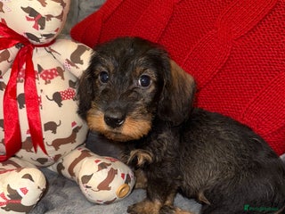 Dachshund dogs 🩷💙Stunning KC Wire haired Dachshunds🩷💙 - Advert 15