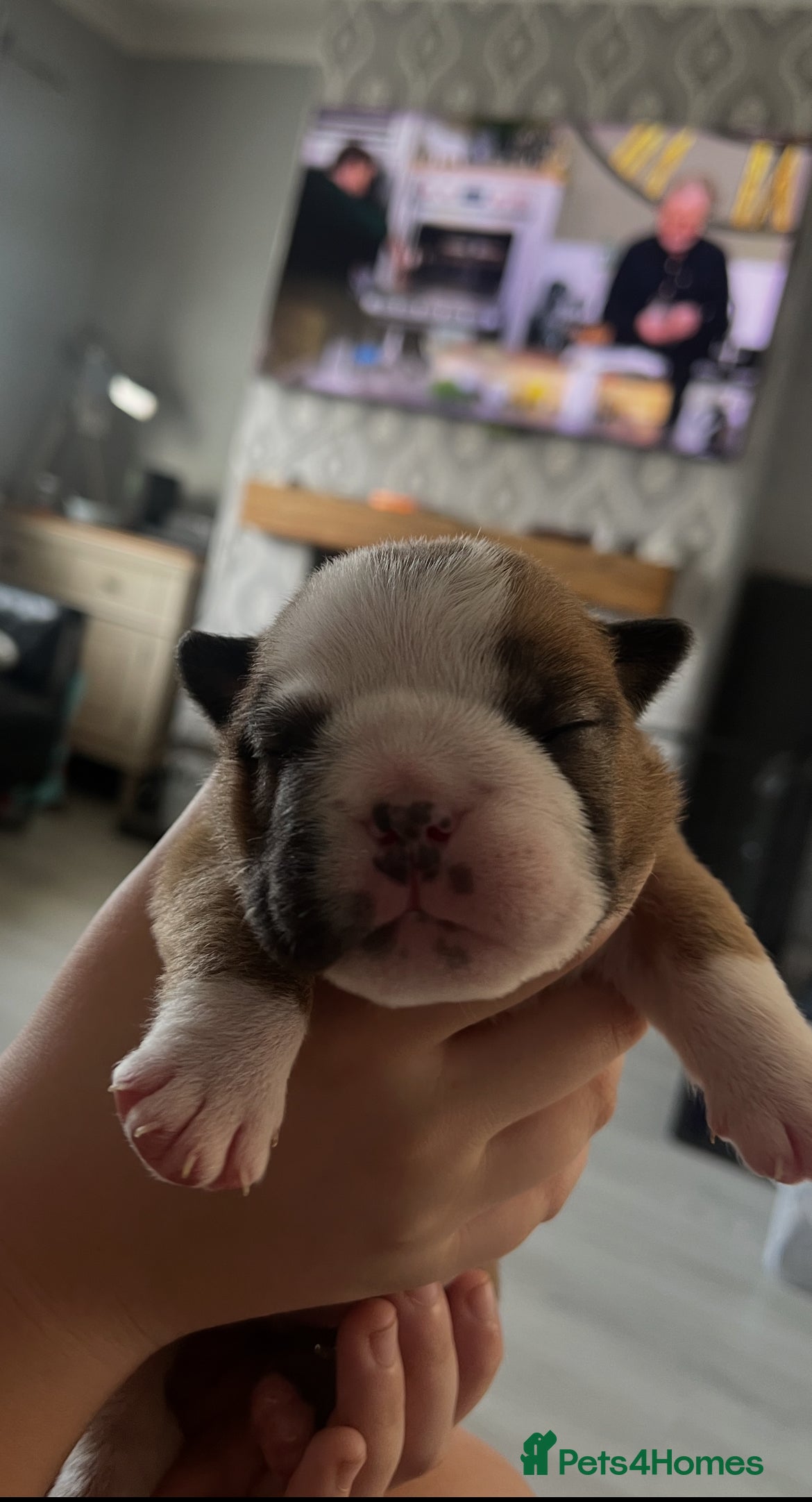 English Bulldog dogs 5 standard bulldogs silver health tested parents  - Advert 2