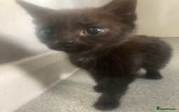 Mixed Breed cats for sale: Black kittens for sale still available - Image 3