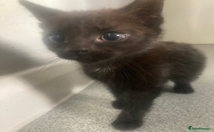 Mixed Breed cats - Advert 11