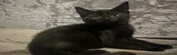 Domestic Shorthair cats for sale: 2 Gorgeous, Semi-Long haired, 11 week old Siblings - Advert 5