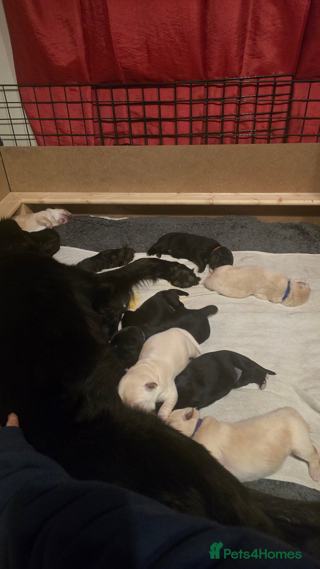 Mixed Breed dogs for sale: Ethically Raised German Shepherd x Lab Puppies - Advert 8
