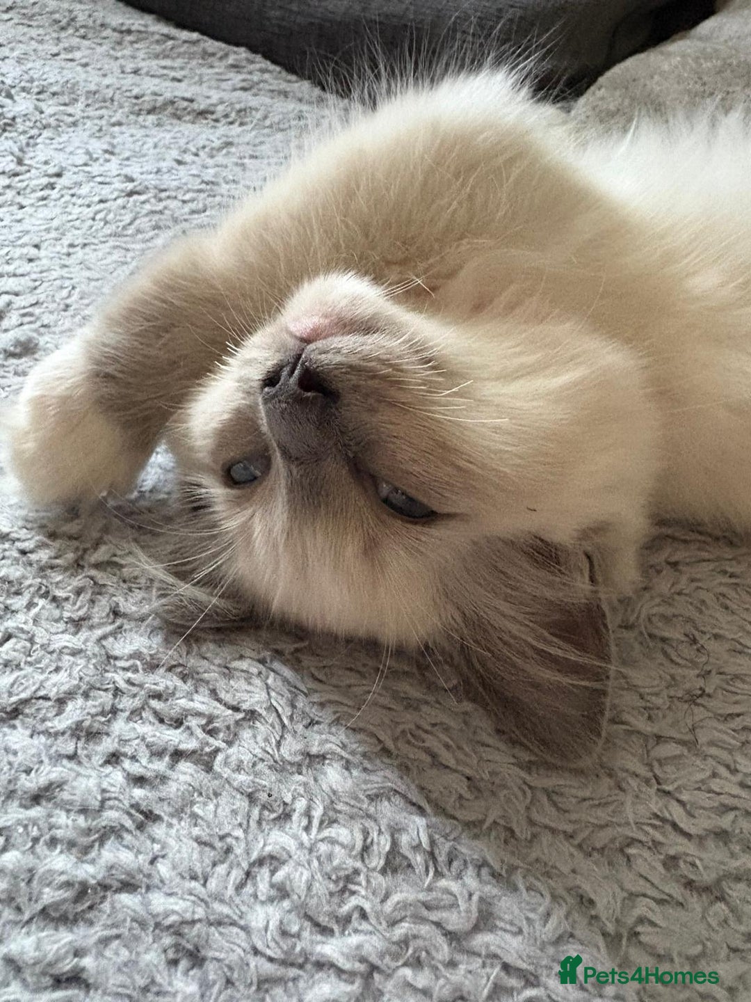 Ragdoll cats for sale: Ragdoll girl in Dunstable - Image 2