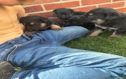 German Shepherd dogs for sale: German shepherd puppies  - Image 8
