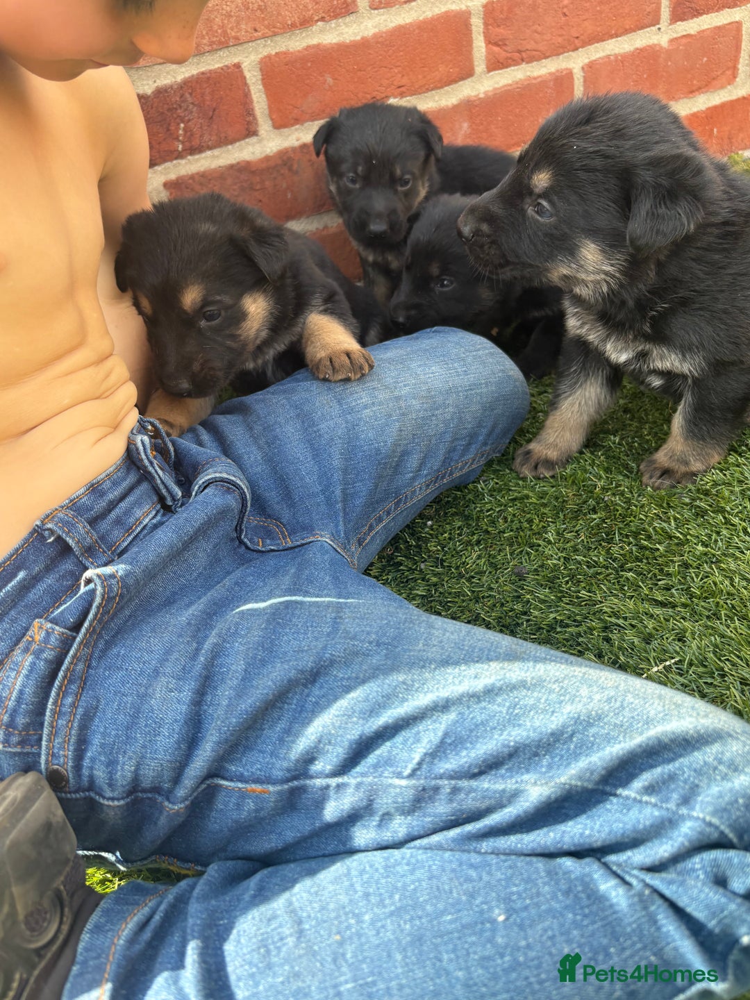 German Shepherd dogs for sale: German shepherd puppies  - Image 8