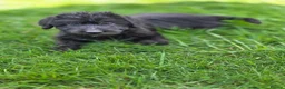 Lurcher dogs for sale: Deerhound Greyhound Collie/Bedlington  - Advert 13