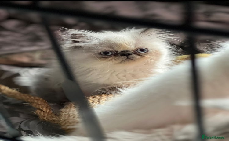 Persian cats - Advert 8