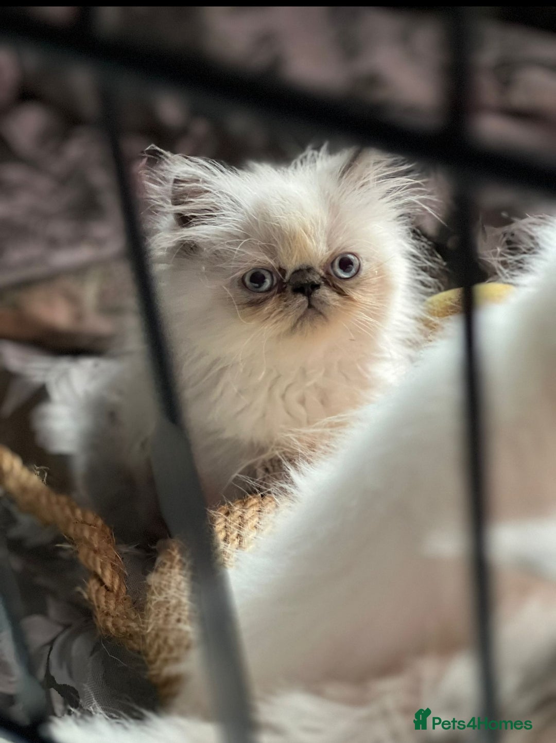 Persian cats for sale: Color point Persian kittens - Image 1