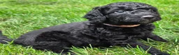 Cockapoo dogs for sale: Health Tested F1b Cockapoo Puppies - Advert 21