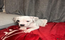 American Bulldog dogs for sale: American Bulldog - Image 5