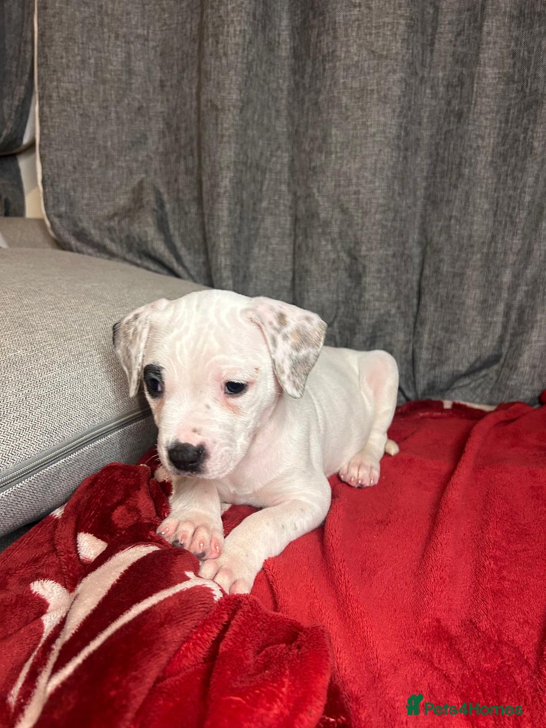 American Bulldog dogs for sale: American Bulldog - Image 5
