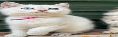 💞Girl - Blue golden point chinchilla 