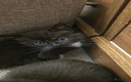 British Shorthair cats for sale: 2 babies ready to leave now  - Image 4