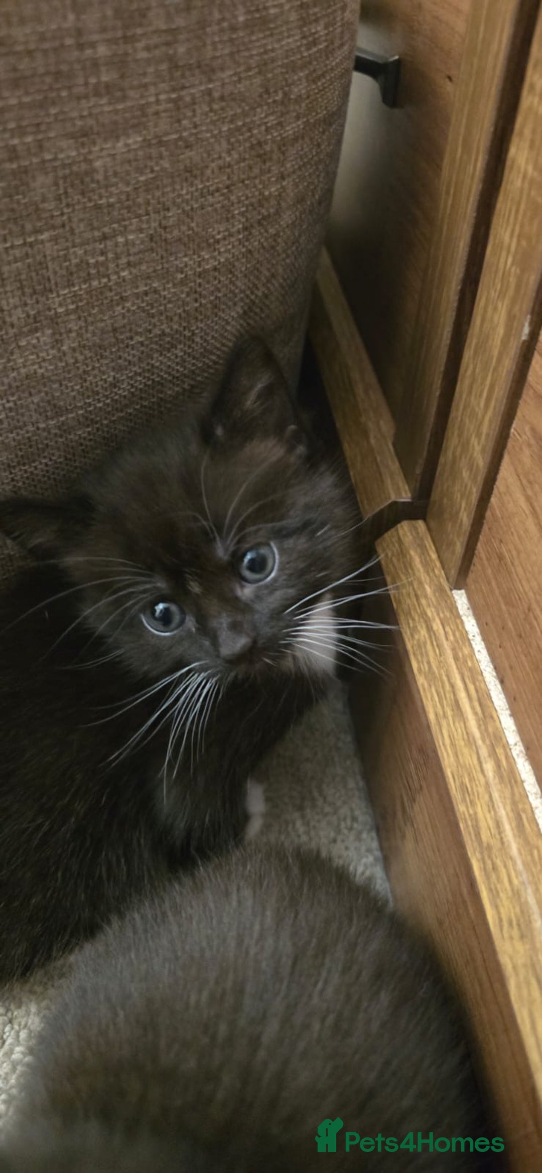 British Shorthair cats for sale: 2 babies ready to leave now  - Image 4