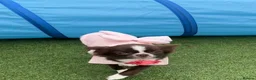 Chihuahua dogs for sale: Stunning female KC Russian Chihuahua - Advert 5
