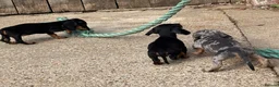 Miniature Dachshund dogs for sale: Miniature dachshunds - Advert 30