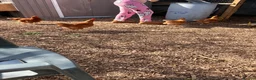 Chickens poultry for sale: 4 female chickens in King's Lynn - Advert 2