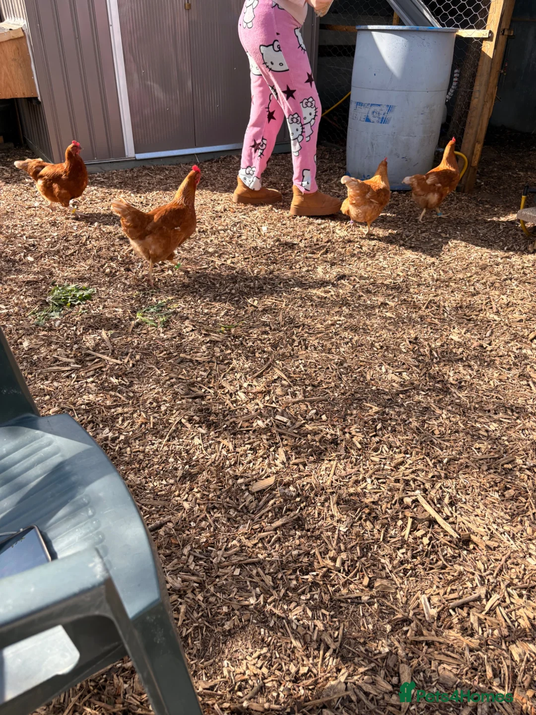 Chickens poultry for sale: 4 female chickens in King's Lynn - Advert 2