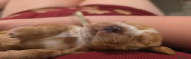 Cocker Spaniel 2
