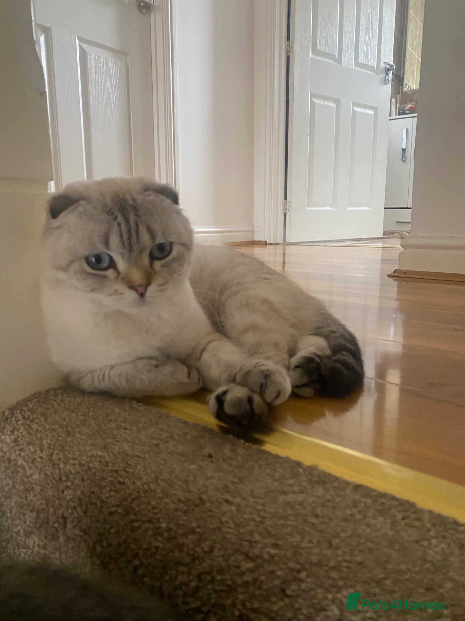 Scottish Fold cats ✨Adorable Scottish Fold Kittens 🐾 - Advert 1