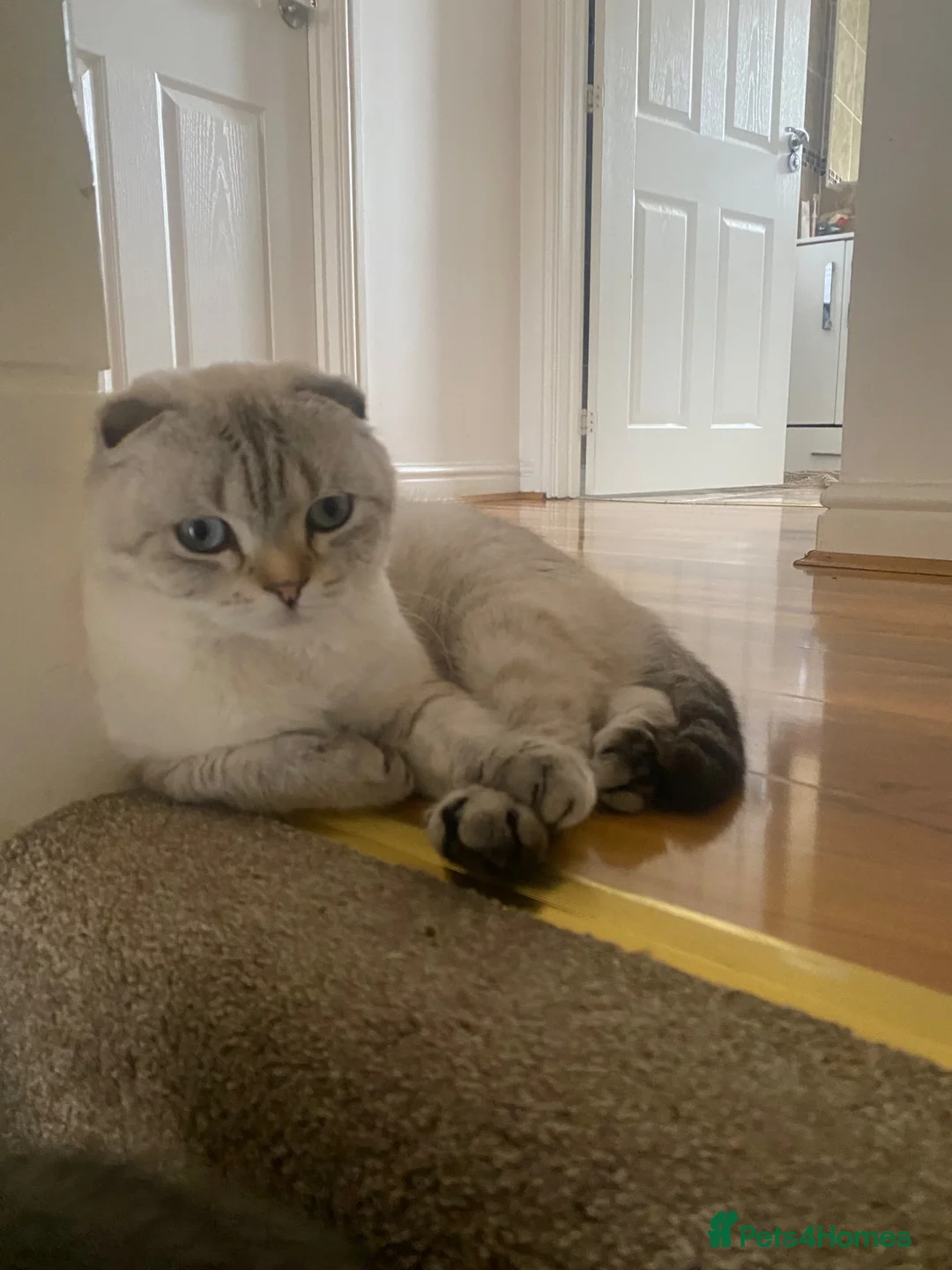 Scottish Fold cats for sale: ✨Adorable Scottish Fold Kittens 🐾 - Advert 1