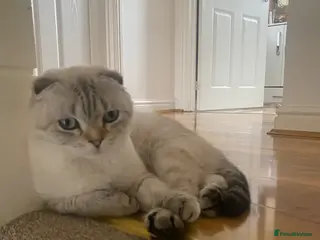 Scottish Fold cats ✨Adorable Scottish Fold Kittens 🐾 - Advert 4