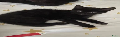 Domestic short hair