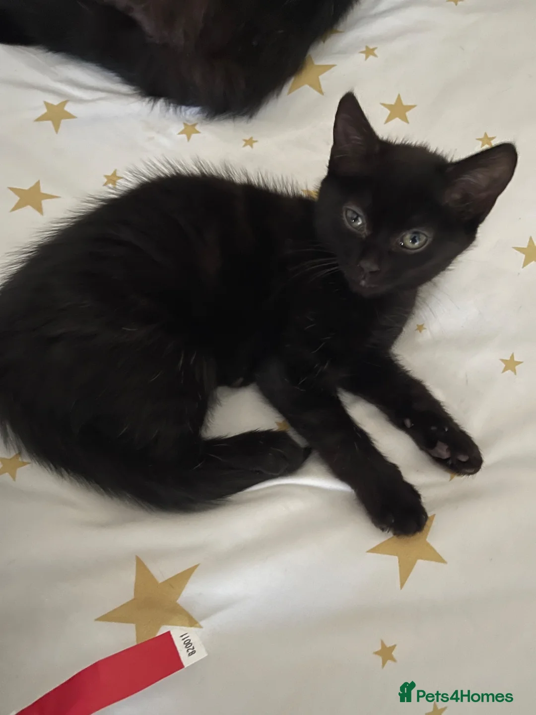 Nebelung cats for sale: Nebelung kittens  - Advert 12