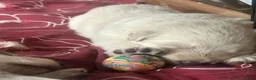 German Shepherd dogs for sale: Rare colour German shepherd puppies 🤩 - Advert 7
