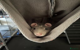 Rat rodents for sale: 2 male rats + cage and accessories  - Image 5