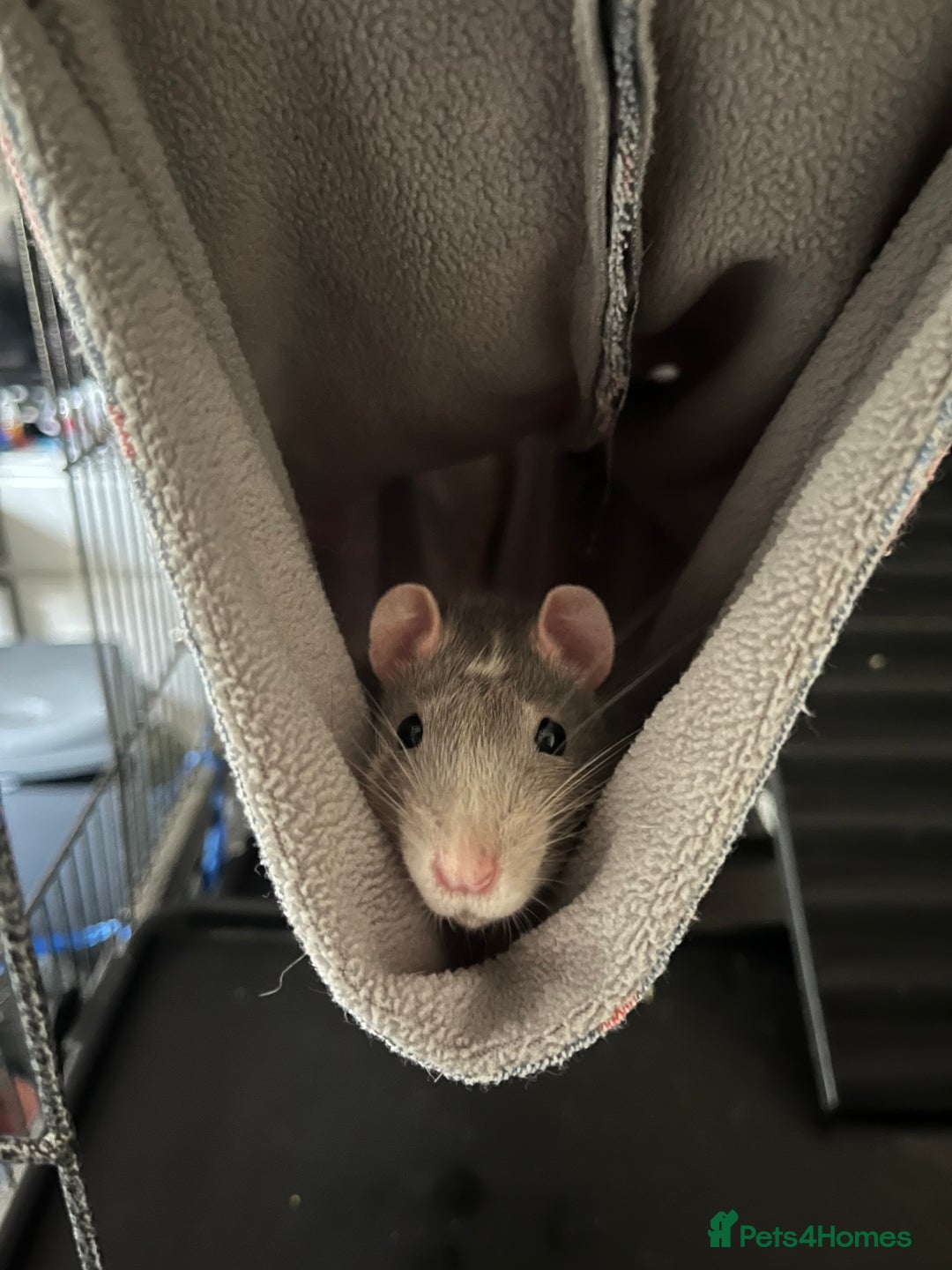 Rat rodents for sale: 2 male rats + cage and accessories  - Image 5