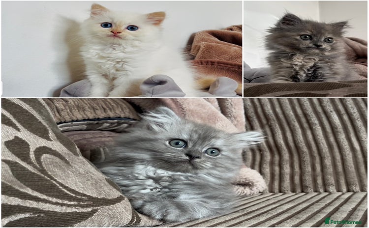 Mixed Breed cats - Advert 1