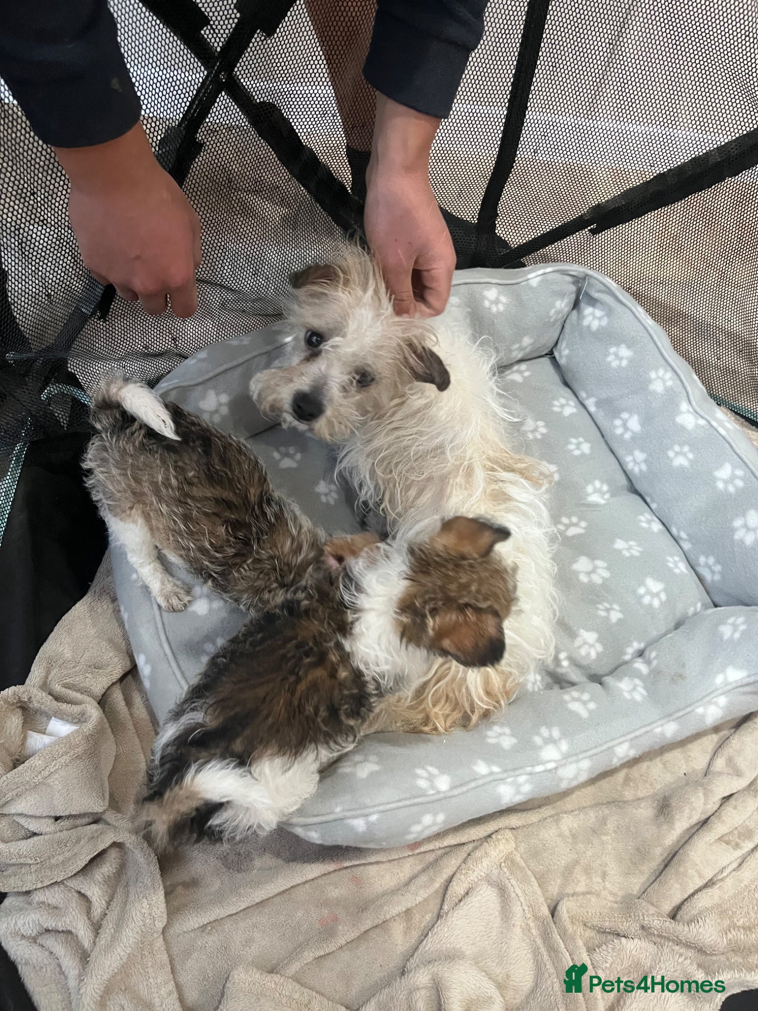 Jack Russell dogs for sale: Gorgeous tiny Jack Russell‘s in High Wycombe - Advert 12