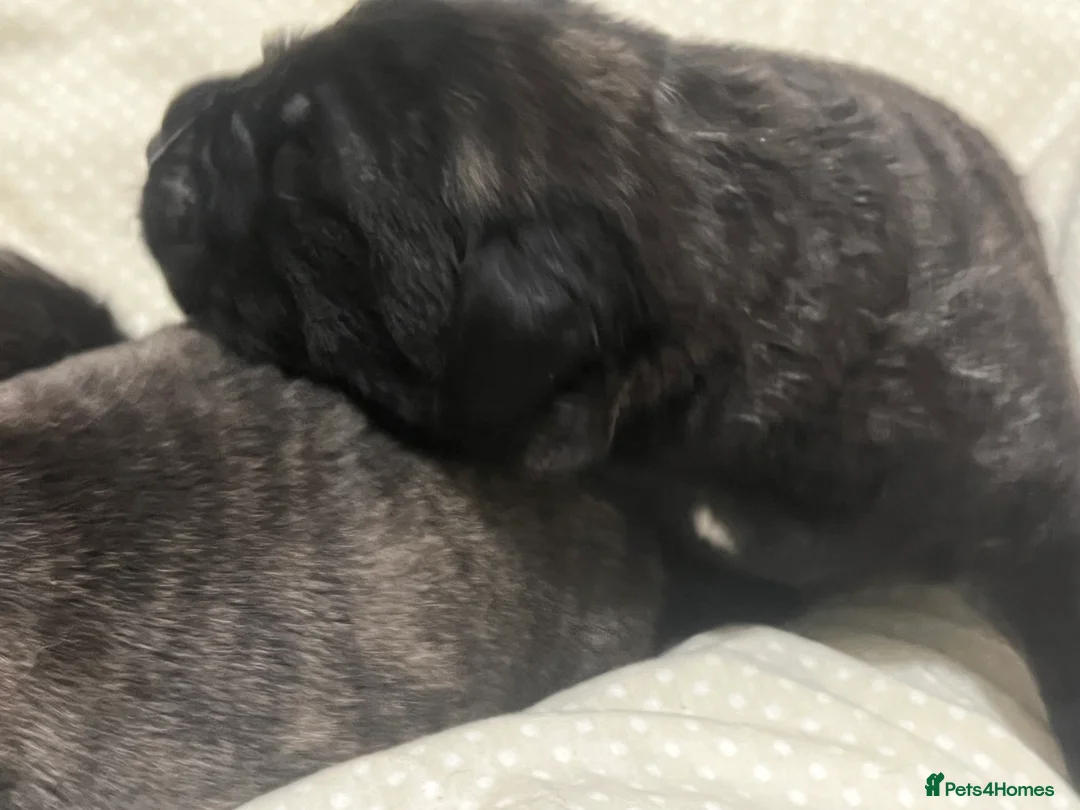 Mastiff dogs for sale: Outstanding English Mastiff - Advert 14