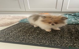 Pomeranian dogs for sale: Fluffy Pomeranian puppies - Image 4