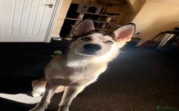 Siberian Husky dogs for sale: ASAP beautiful husky/malamute boy - Image 5