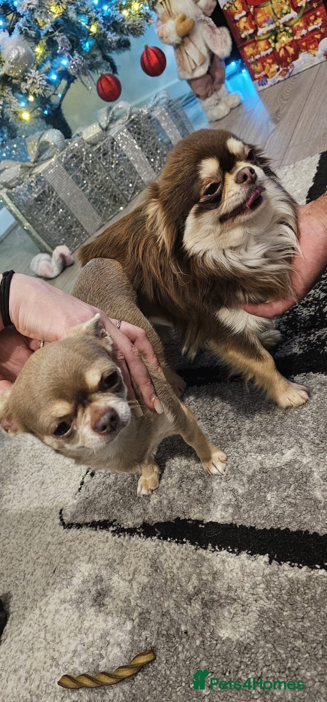 Chihuahua dogs for stud: Cosmo the choc & cream proven stud - Advert 6