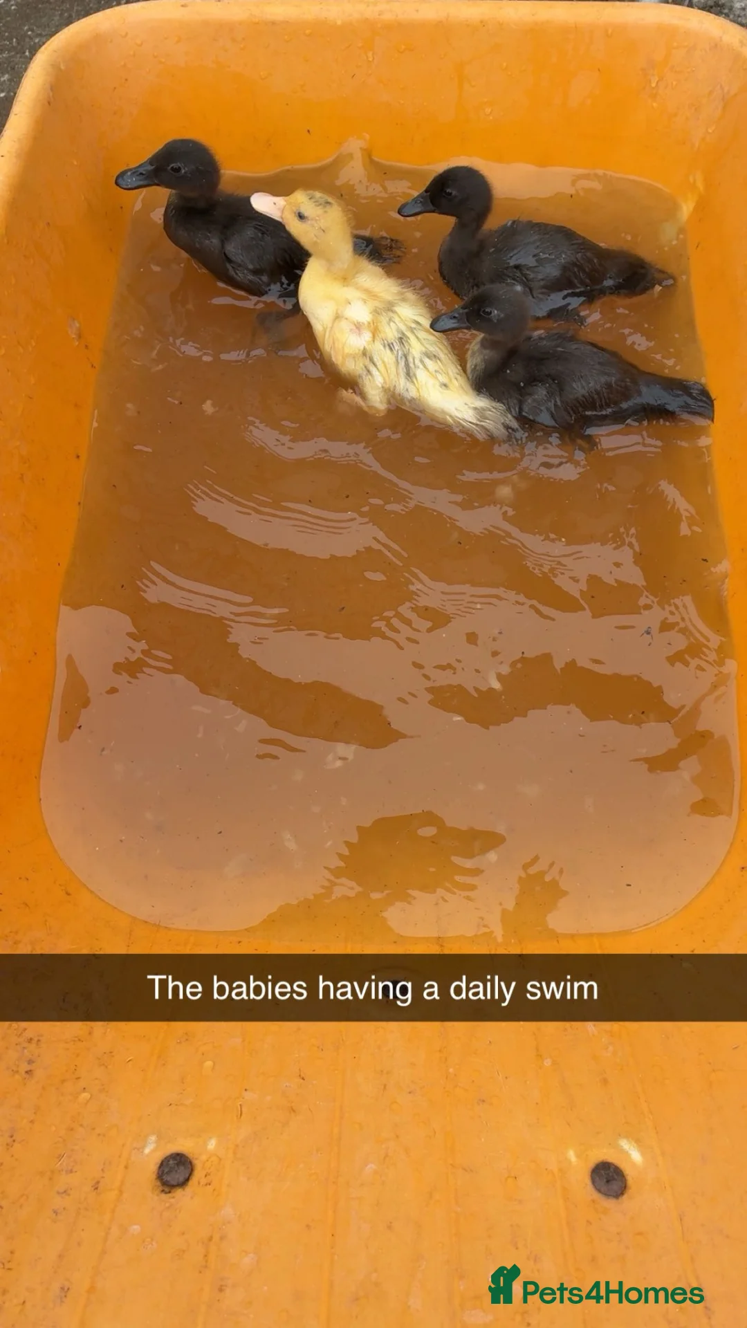 Ducks poultry for sale: 🦆Cute little call ducks 🦆  in Driffield - Advert 4