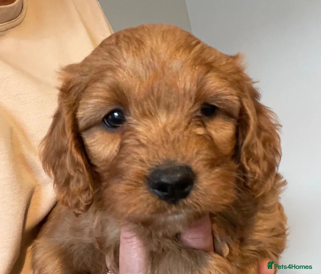 Cavapoo dogs for sale: ADORABLE CAVAPOO PUPPIES  - Advert 2