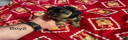 Yorkshire Terrier dogs for sale: Yorkshire Terrier pure bread - Advert 15