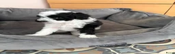 Maltipoo dogs for sale: tiny F1b toy maltipoos fully health tested parents in Wrexham - Advert 19