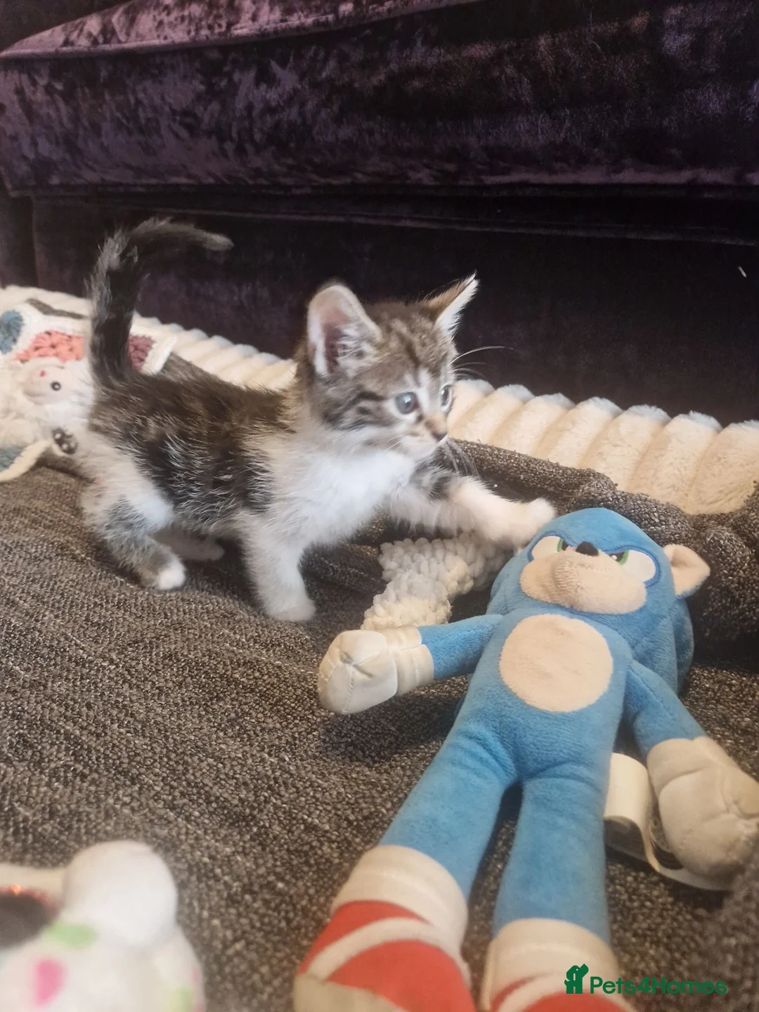Mixed Breed cats for sale: 5 healthy kittens in Braintree - Advert 20